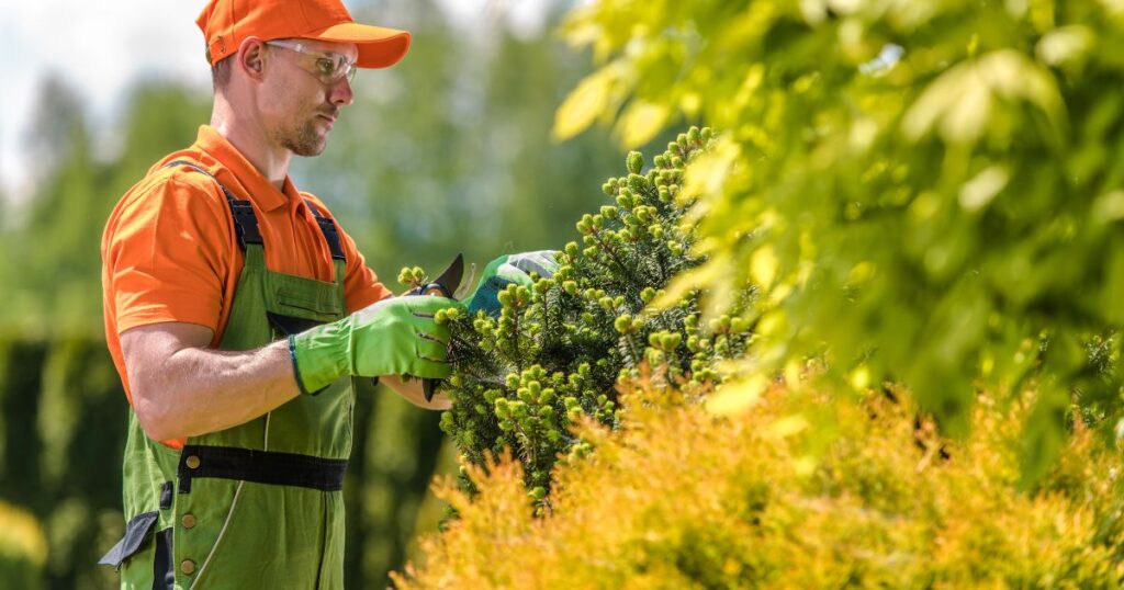 シンボルツリー アオダモの代わりになる植物選び