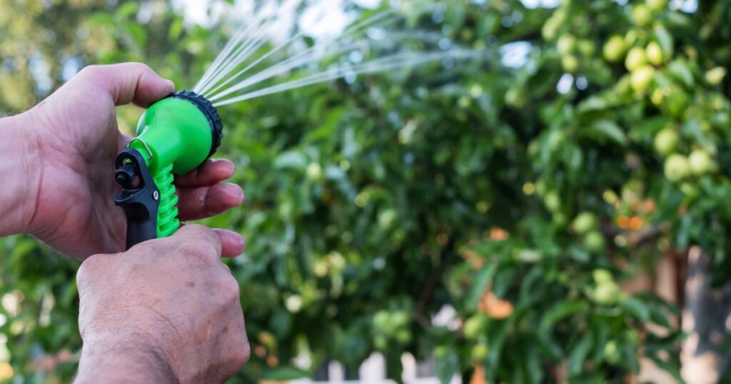 ハイノキの適切な植え場所と環境