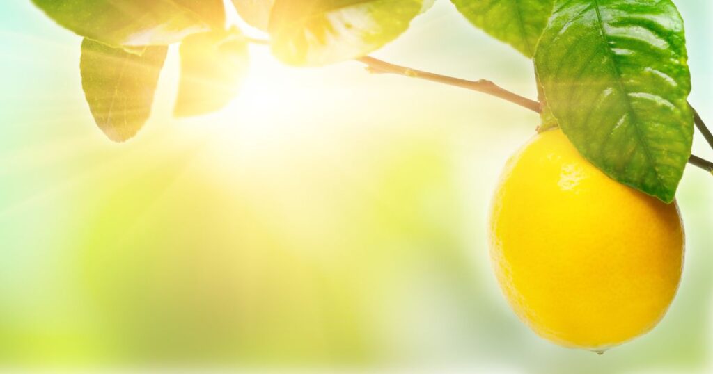 レモンの木の健康効果