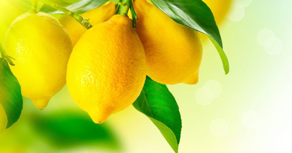 シンボルツリーをレモンにして後悔：理由は6つのデメリット