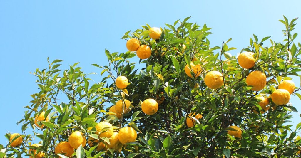 害虫の問題：レモンの木を庭に植えてはいけない？