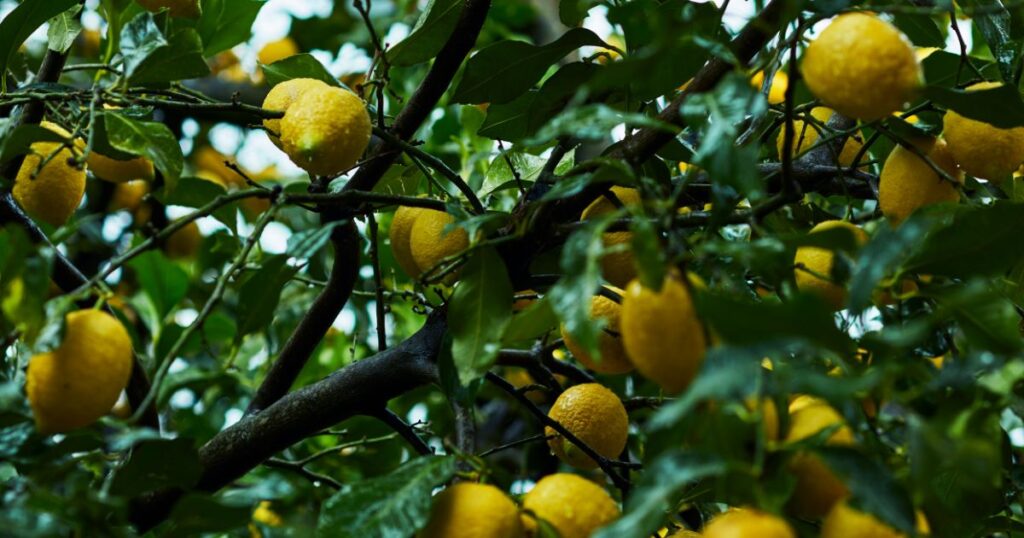 地域の気候とレモンの木の適応性