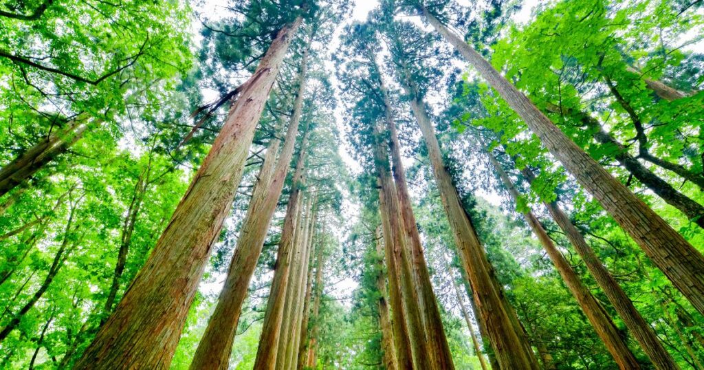 メタセコイア：急速成長が庭園の悩み