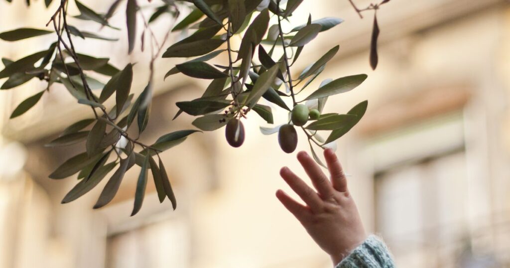 オリーブをシンボルツリーにする鉢植えのメリットと注意点