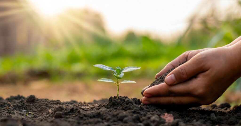 オリーブ植えてはいけない環境とその理由