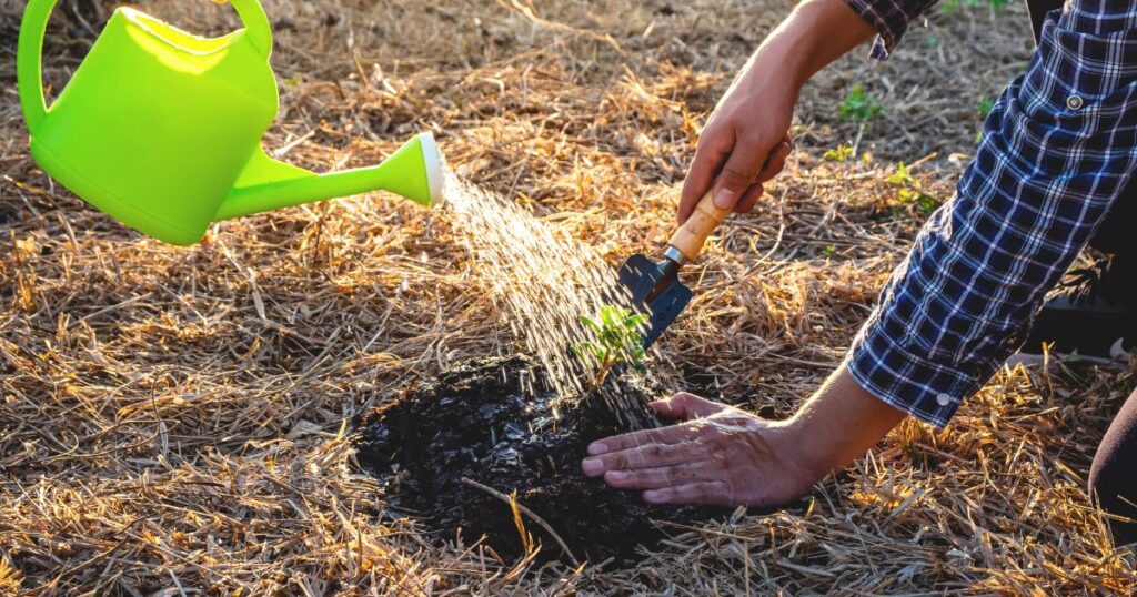 オリーブの適切な植え付け方法と時期