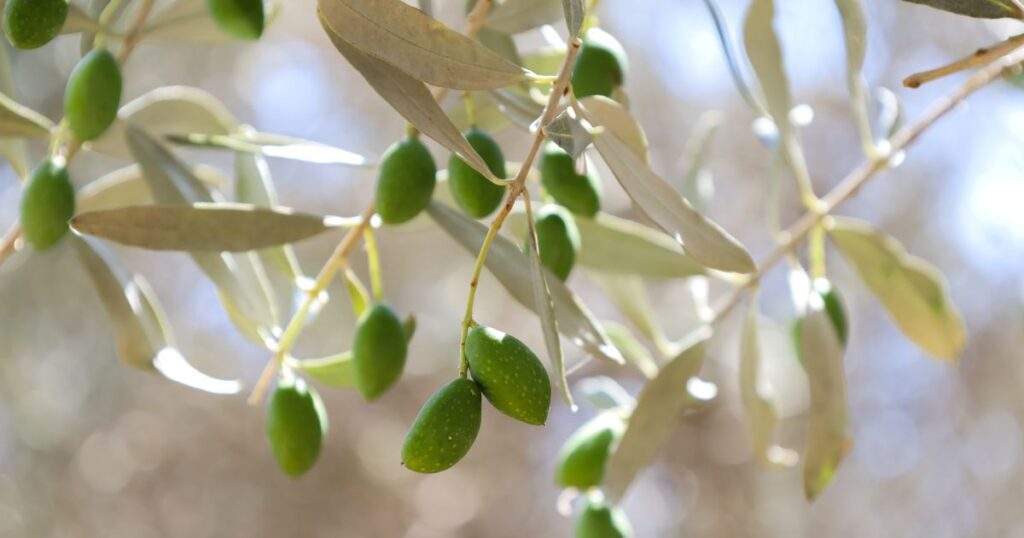 オリーブ植栽のメリット：耐寒性と乾燥耐性