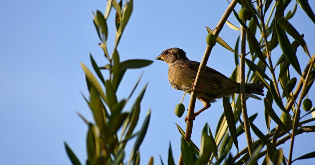 オリーブの実を狙う鳥からの保護方法