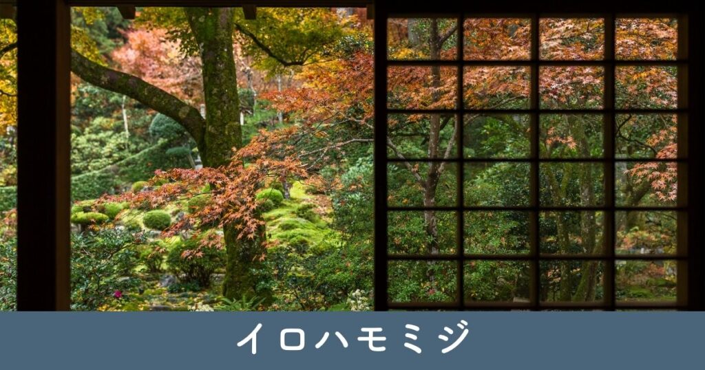 イロハモミジ：日本の秋を彩る紅葉樹