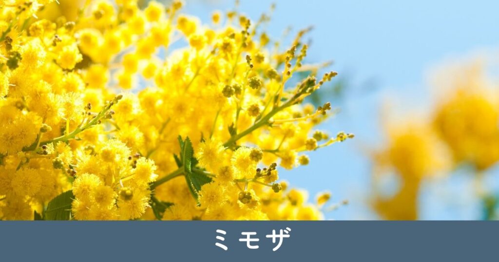 ミモザ：春の黄色い花が魅力的
