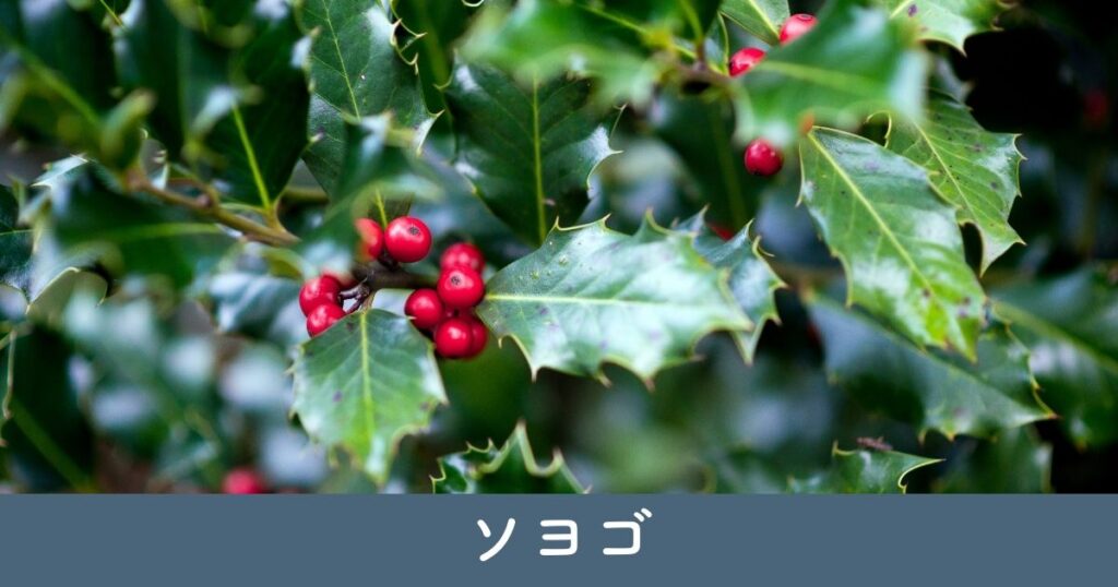 ソヨゴ：赤い実が可愛らしい常緑樹