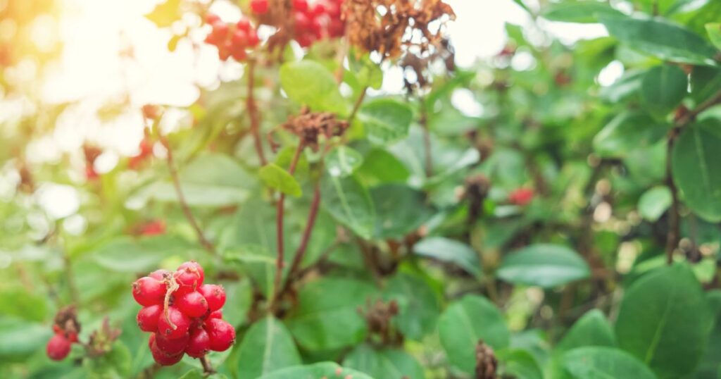 ソヨゴの植栽時の注意点