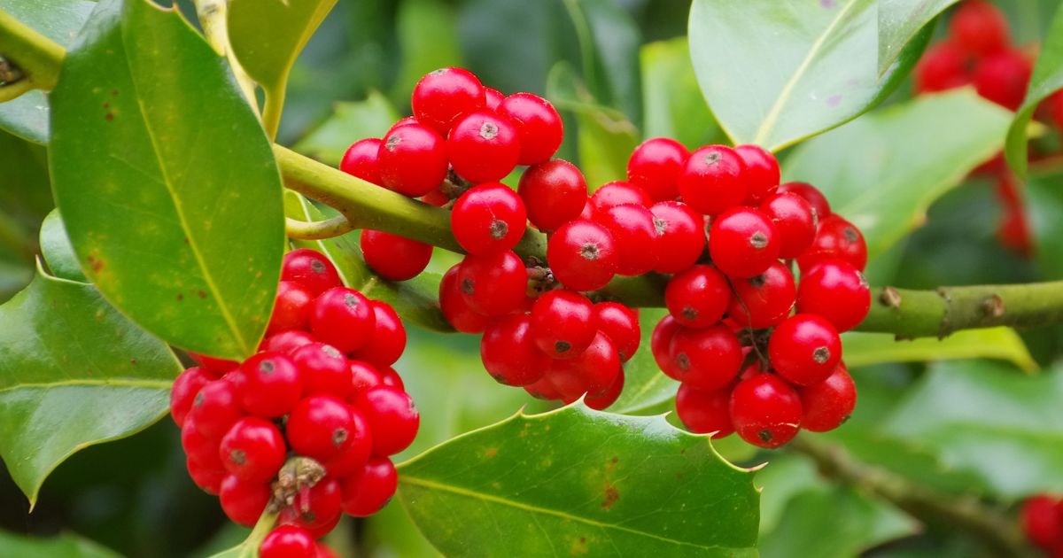 ソヨゴをシンボルツリーにして後悔!?虫以外にも7つの理由があった