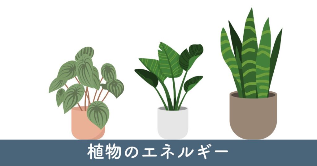 植物のエネルギー：病院近くでの観葉植物の効果