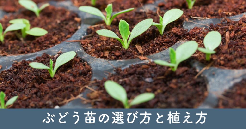 栽培のスタート: ぶどう苗の選び方と植え方