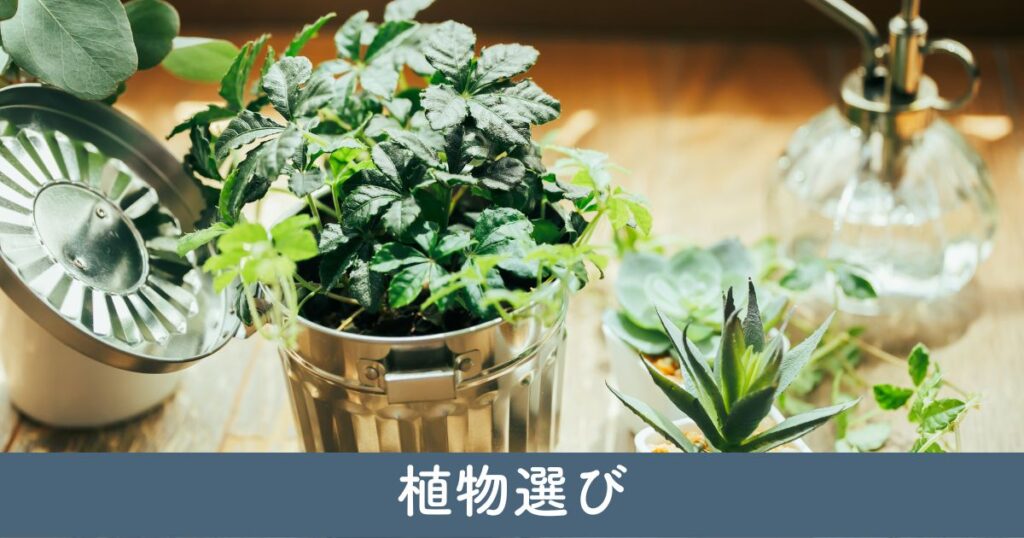 植物選びのポイント：ドライガーデンにおすすめの植物