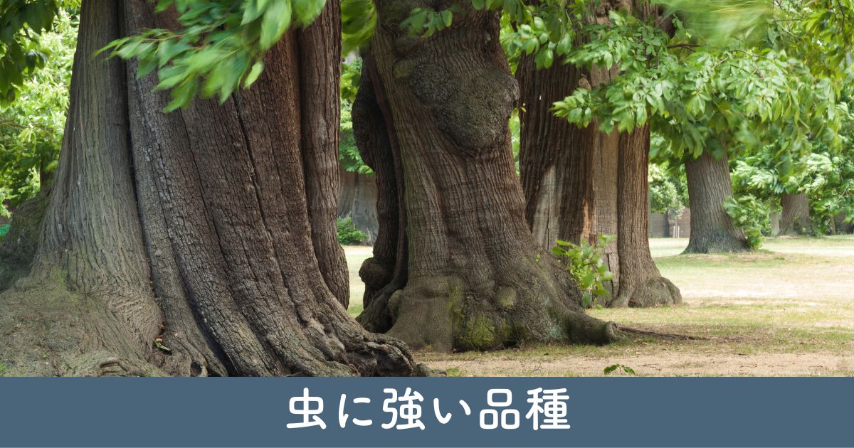 【目隠し】シンボルツリーに！絶対に虫がつかない種類とは