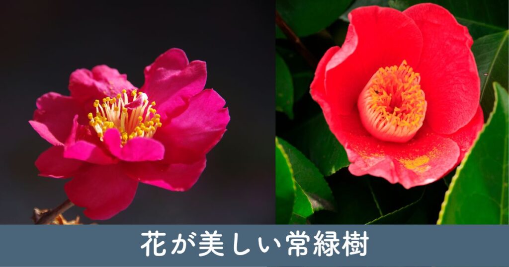 常緑樹の花の美しさを楽しむ