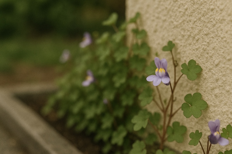 植えてはいけない宿根草に含まれる理由