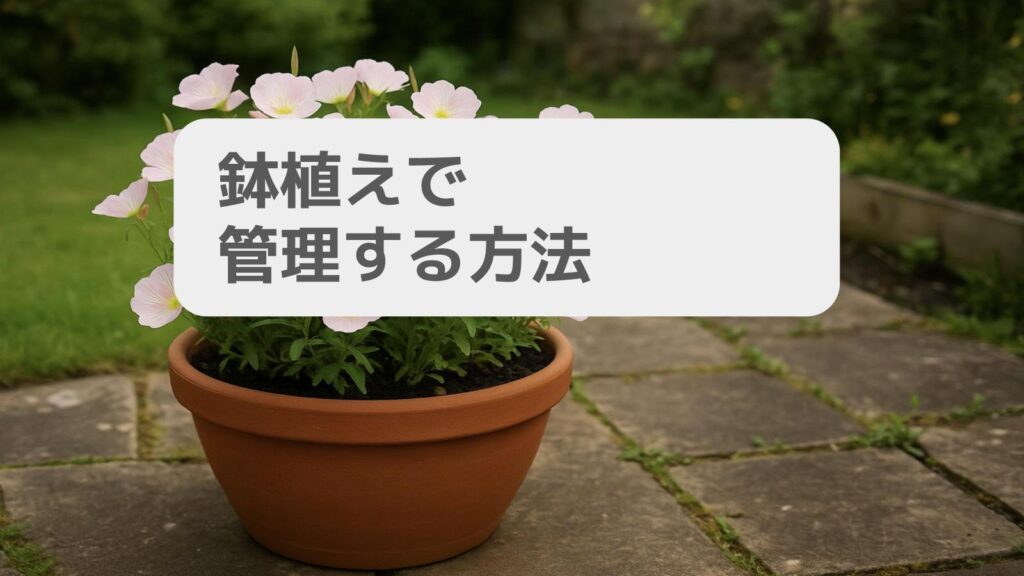 鉢植えで管理する方法