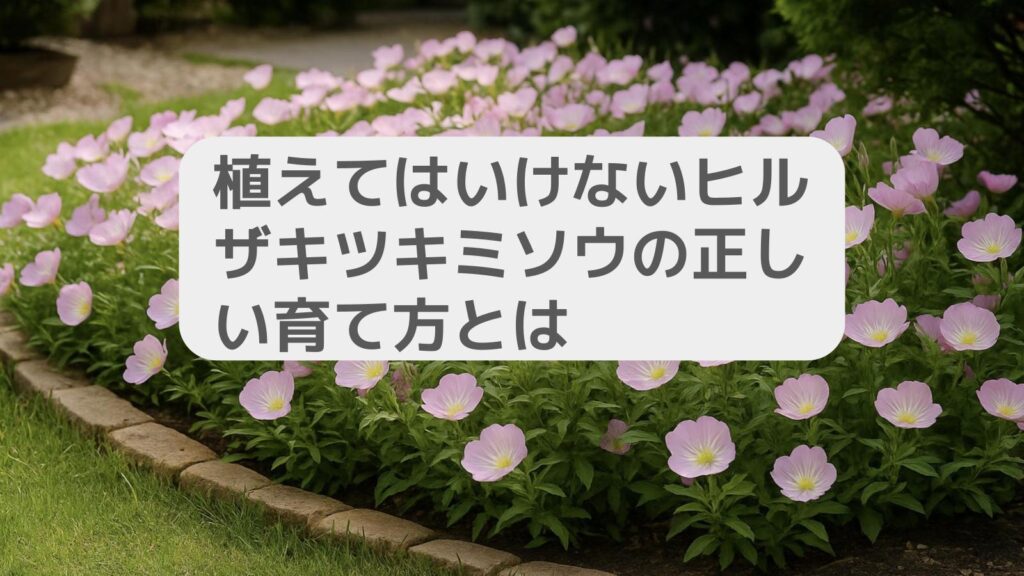 植えてはいけないヒルザキツキミソウの正しい育て方とは