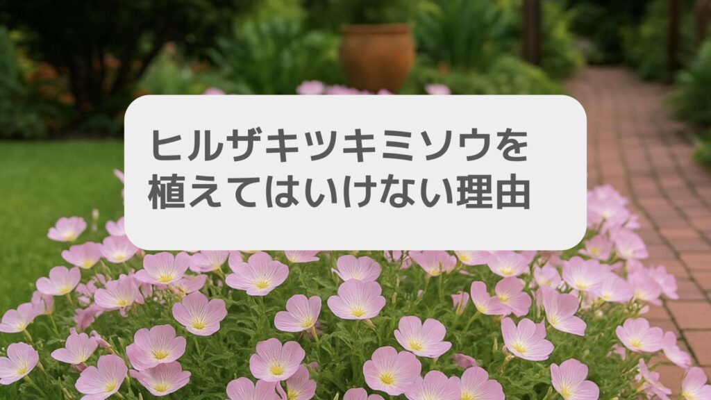 ヒルザキツキミソウを植えてはいけない理由