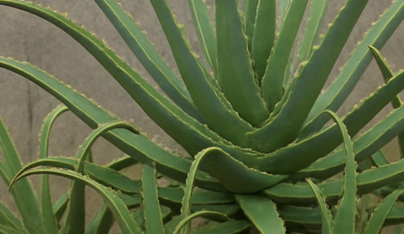 アロエを庭に植えてはいけない時の対策
