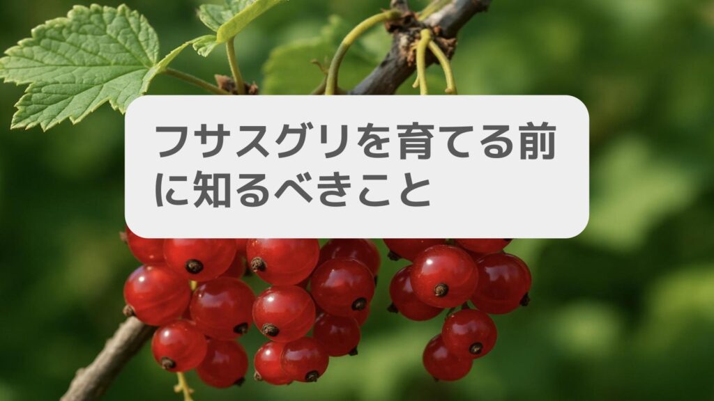 フサスグリを育てる前に知るべきこと
