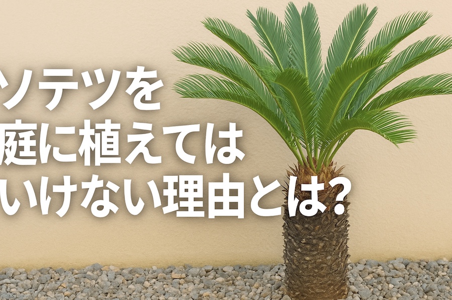 ソテツを庭に植えてはいけない理由とは?