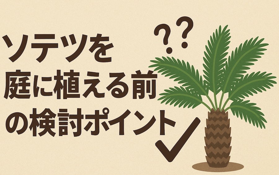 ソテツを庭に植える前の検討ポイント【植えてはいけない】