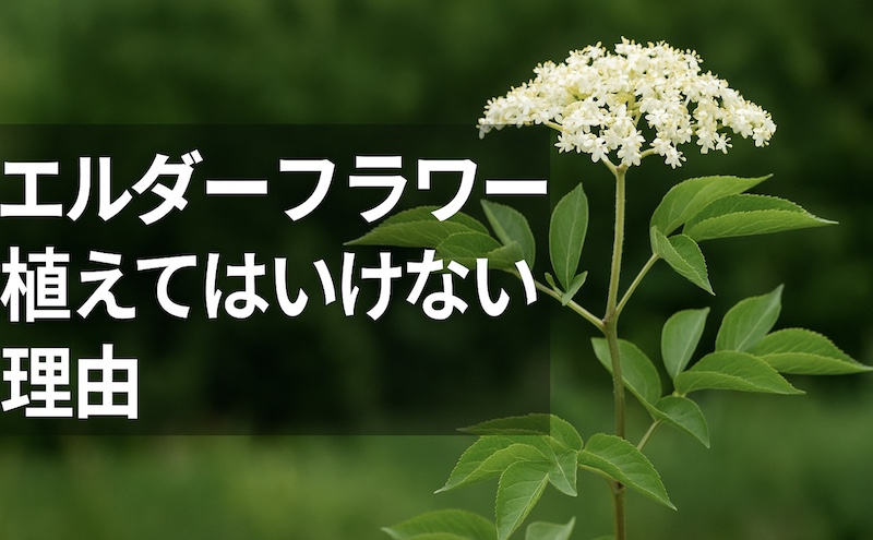 エルダーフラワー植えてはいけない理由