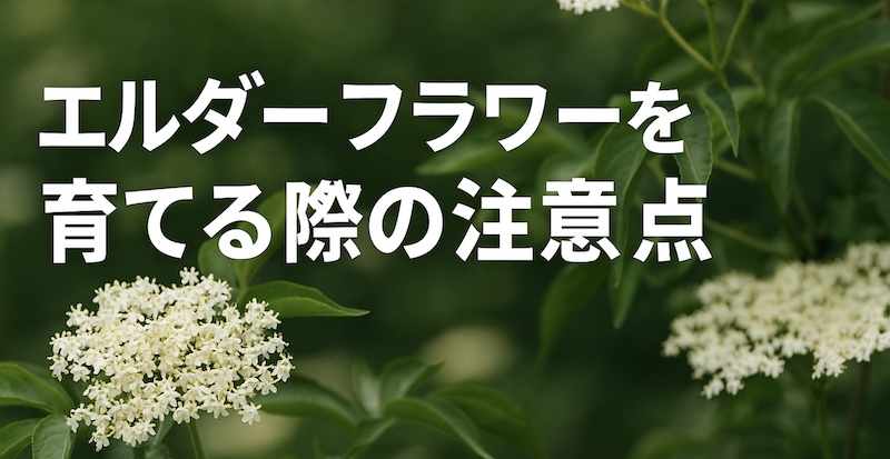 エルダーフラワーを育てる際の注意点