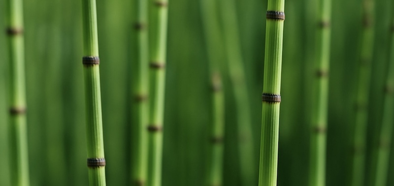 トクサを植えてはいけない理由とは