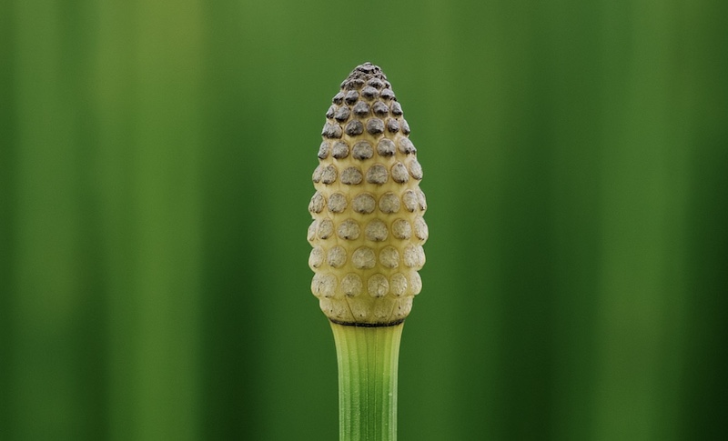 トクサを植える前に知るべき知識【植えてはいけない】