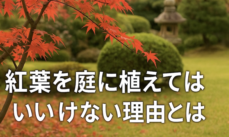 紅葉を庭に植えてはいけない理由とは