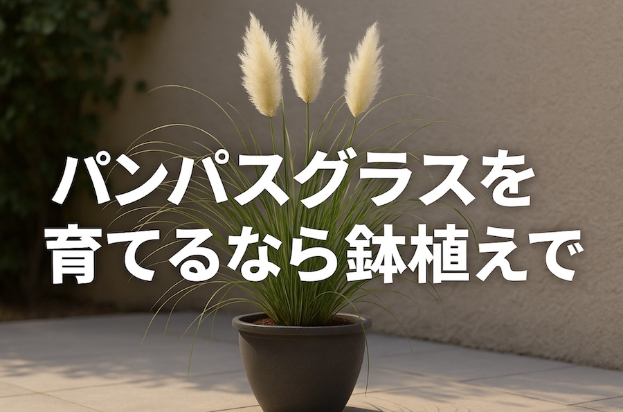 パンパスグラスを育てるなら鉢植えで【植えてはいけない】