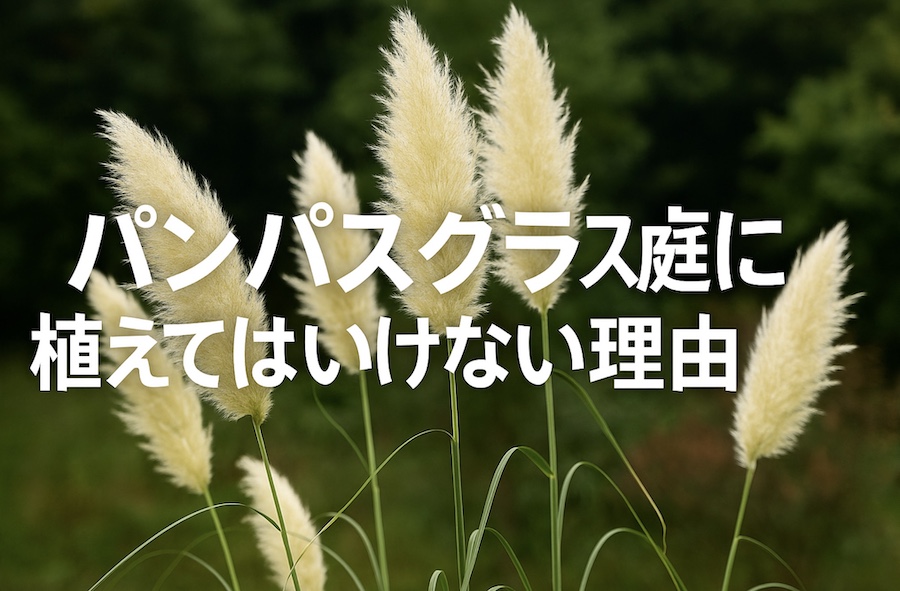 パンパスグラス庭に植えてはいけない理由
