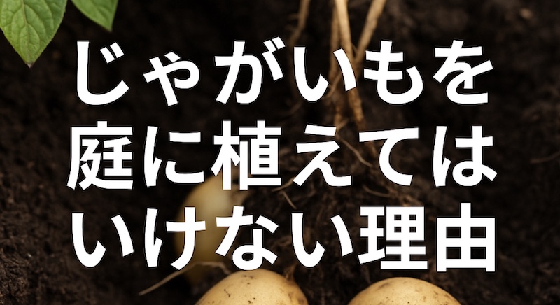 じゃがいもを庭に植えてはいけない理由