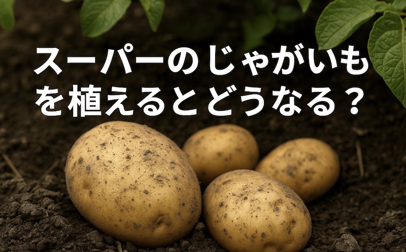 スーパーのじゃがいもを植えるとどうなる?
