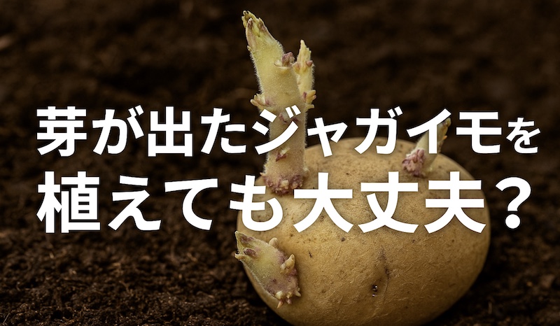 芽が出たジャガイモを植えても大丈夫?