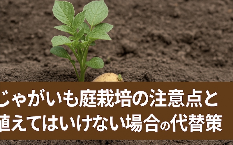 じゃがいも庭栽培の注意点と植えてはいけないの代替策