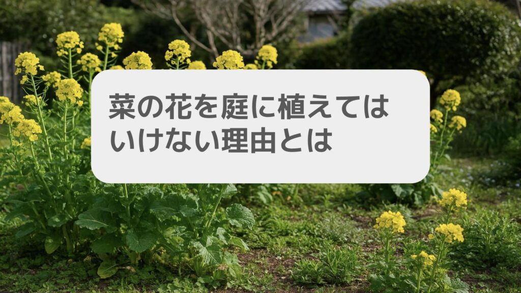 菜の花を庭に植えてはいけない理由とは
