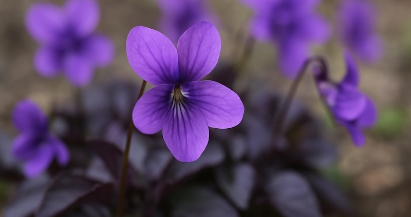 ビオラ ラブラドリカを庭に植えてはいけない理由
