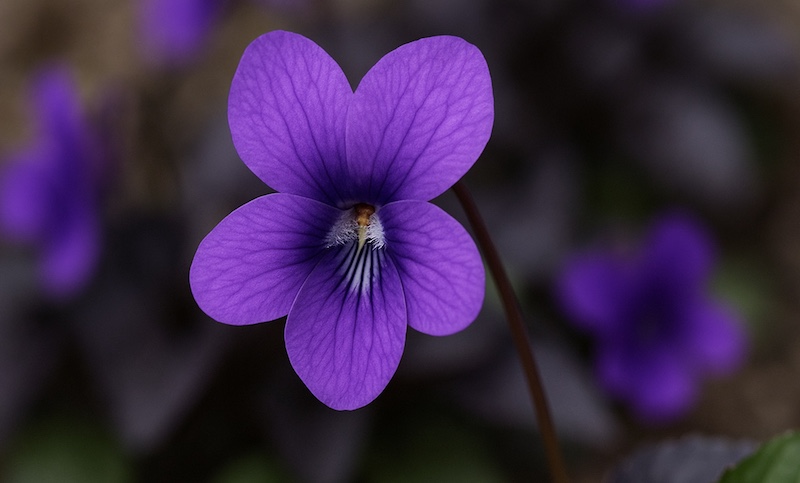 ビオララブラドリカ鉢植えや種まきでの安全な育て方【植えてはいけない】