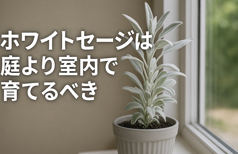 ホワイトセージは庭より室内で育てるべき【庭に植えてはいけない】