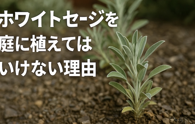 ホワイトセージを庭に植えてはいけない理由